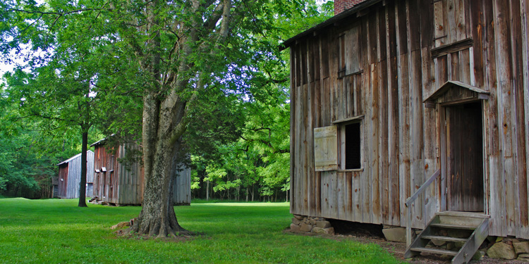 HORTON GROVE trees 750 375